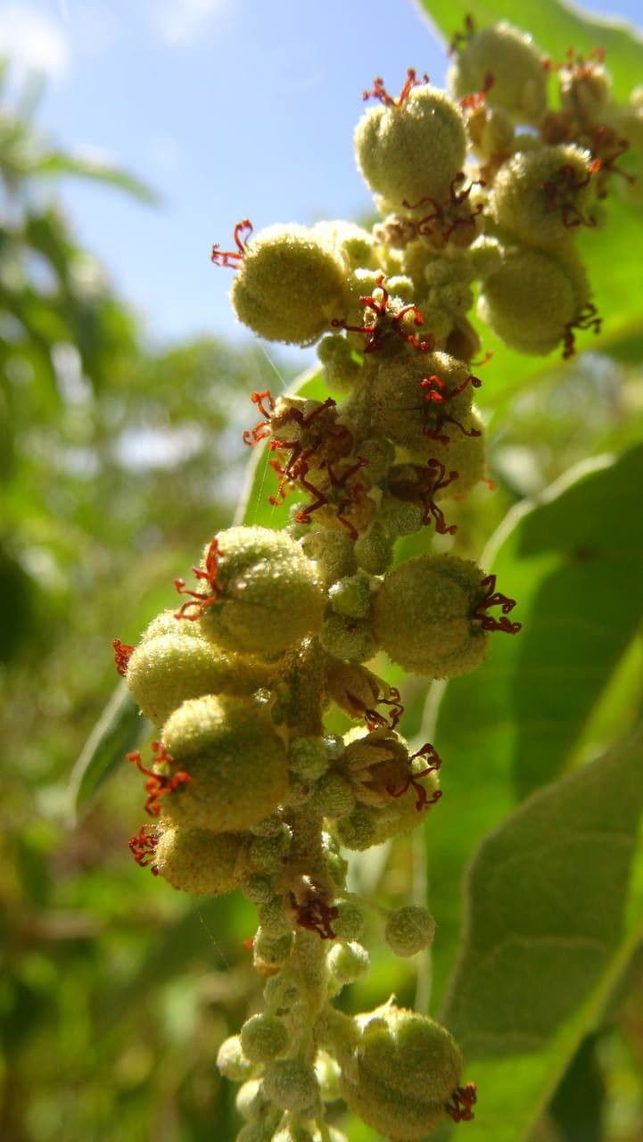 Croton giallo