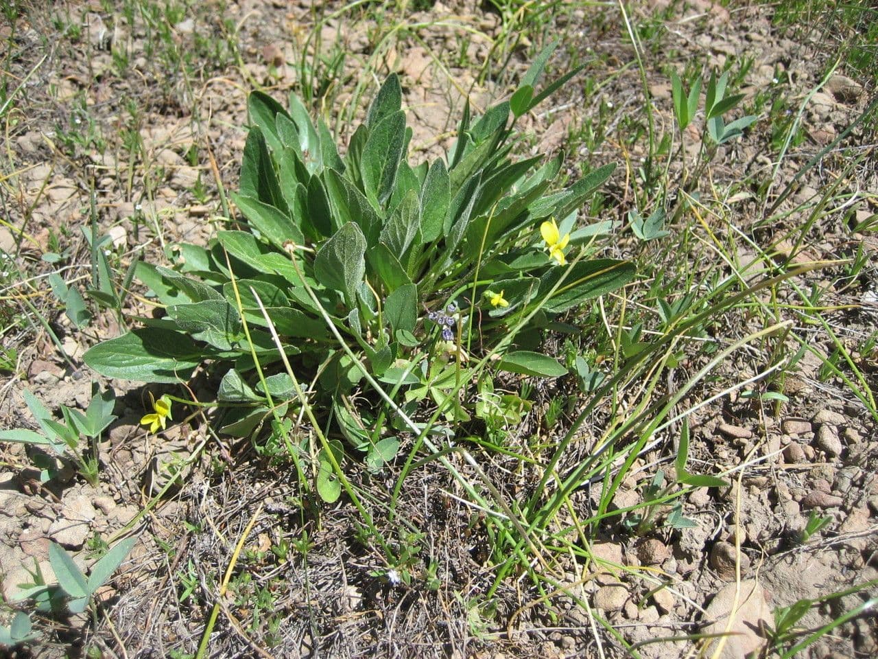 Viola di Baker 9