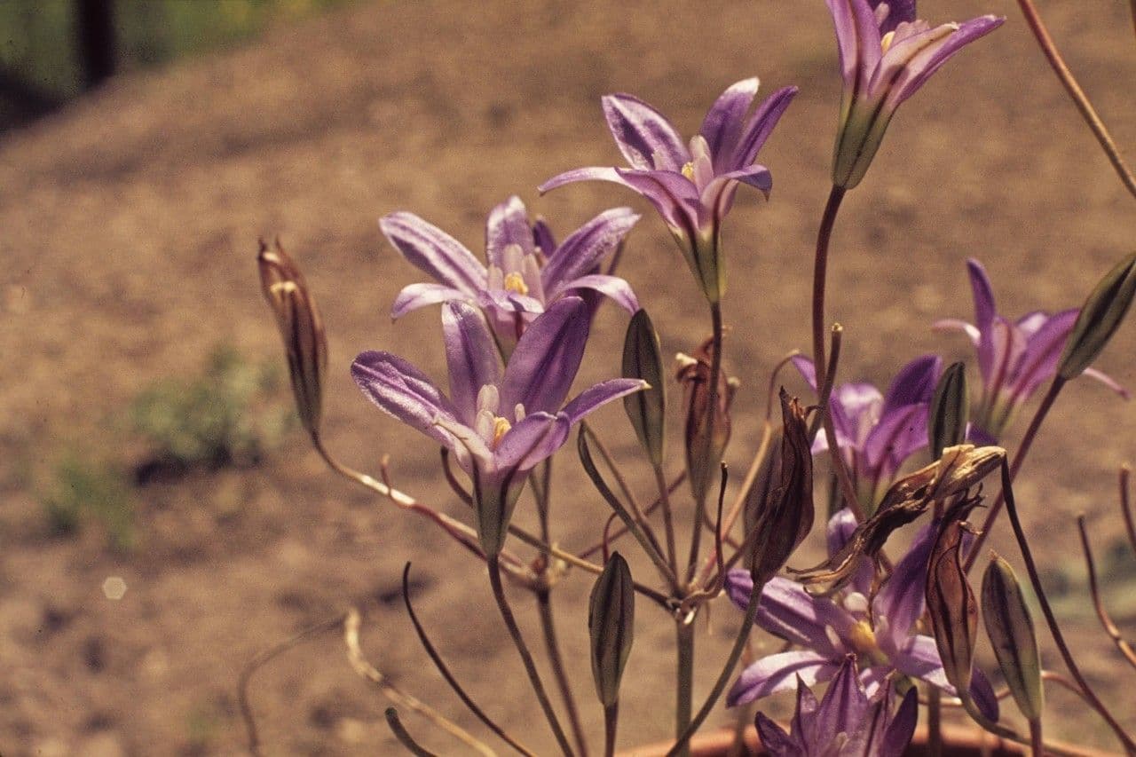 Brodiaea 5