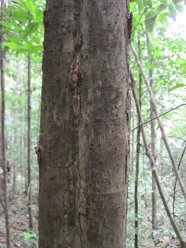Aniba 4