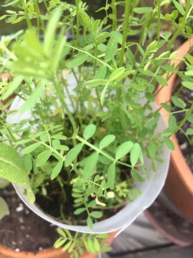 Soczewica jadalna 16