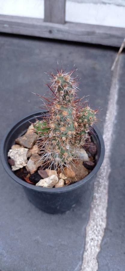 Nopal 10
