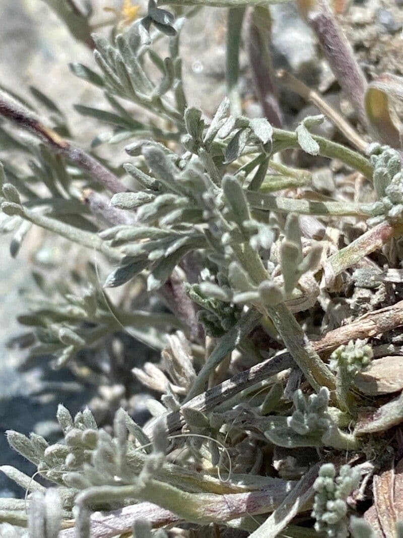 Artemisia glaciale 11