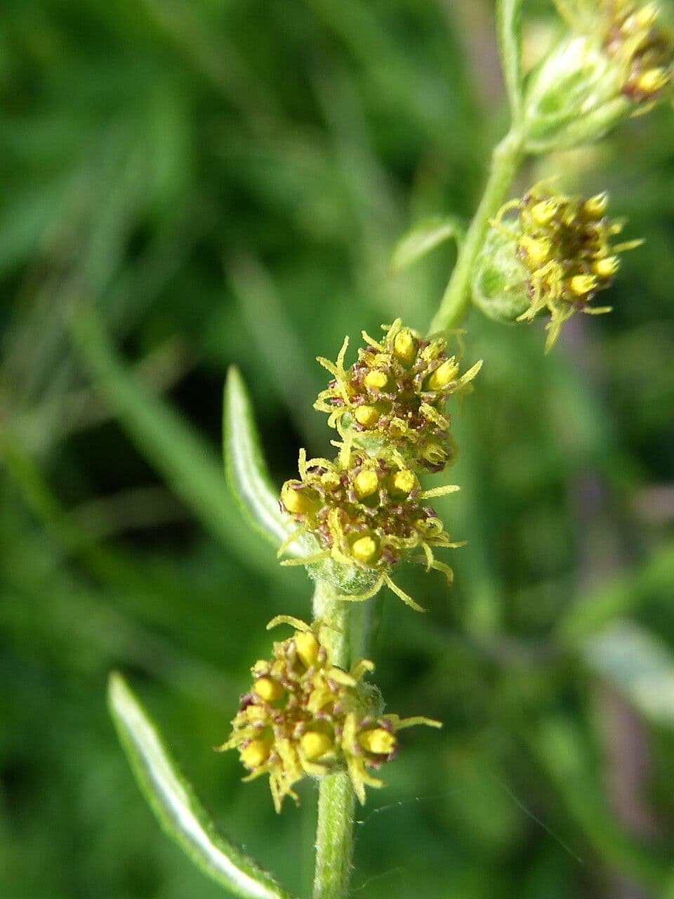 Bylica Verlota 10
