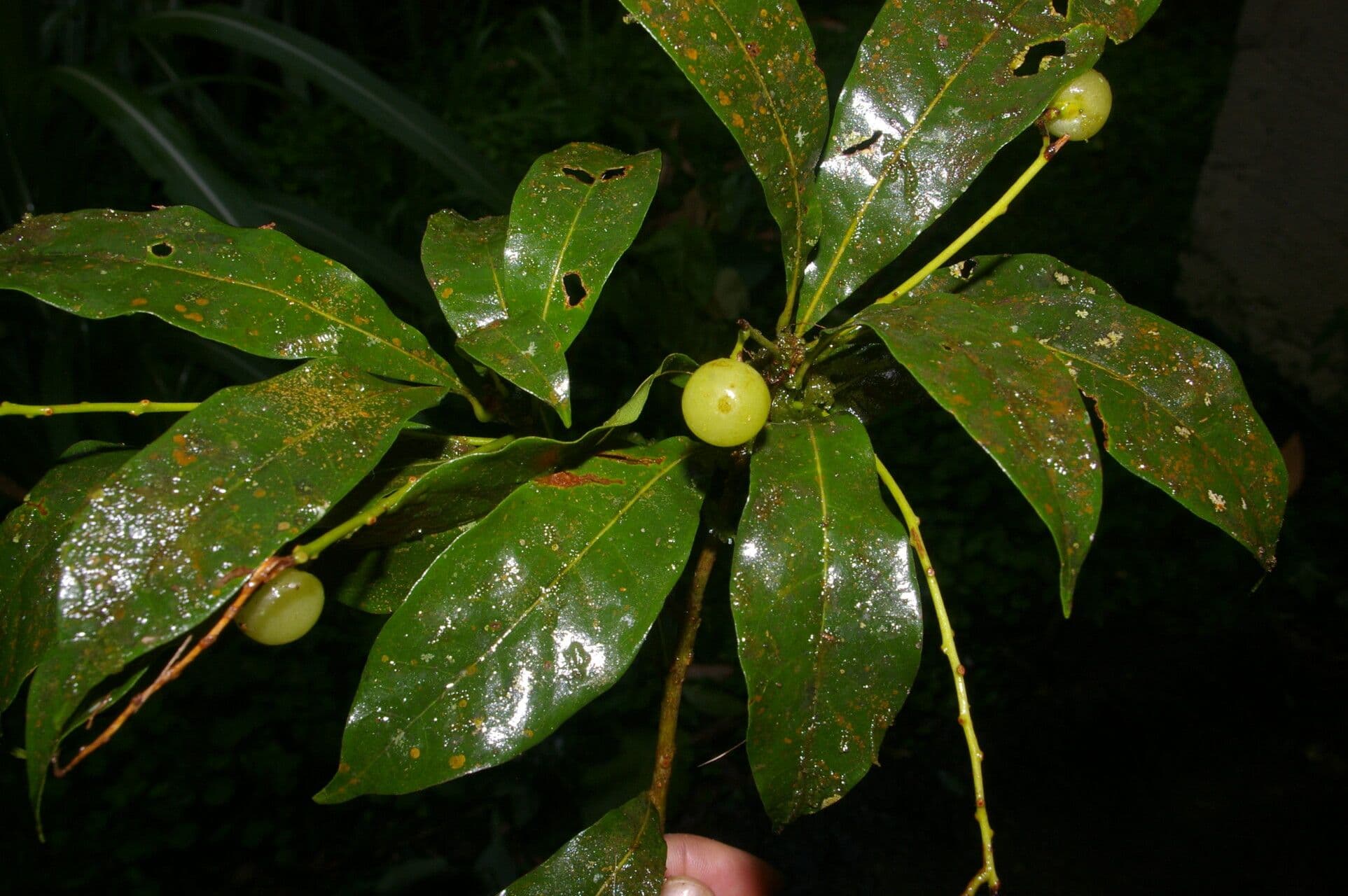 Meliosma 2