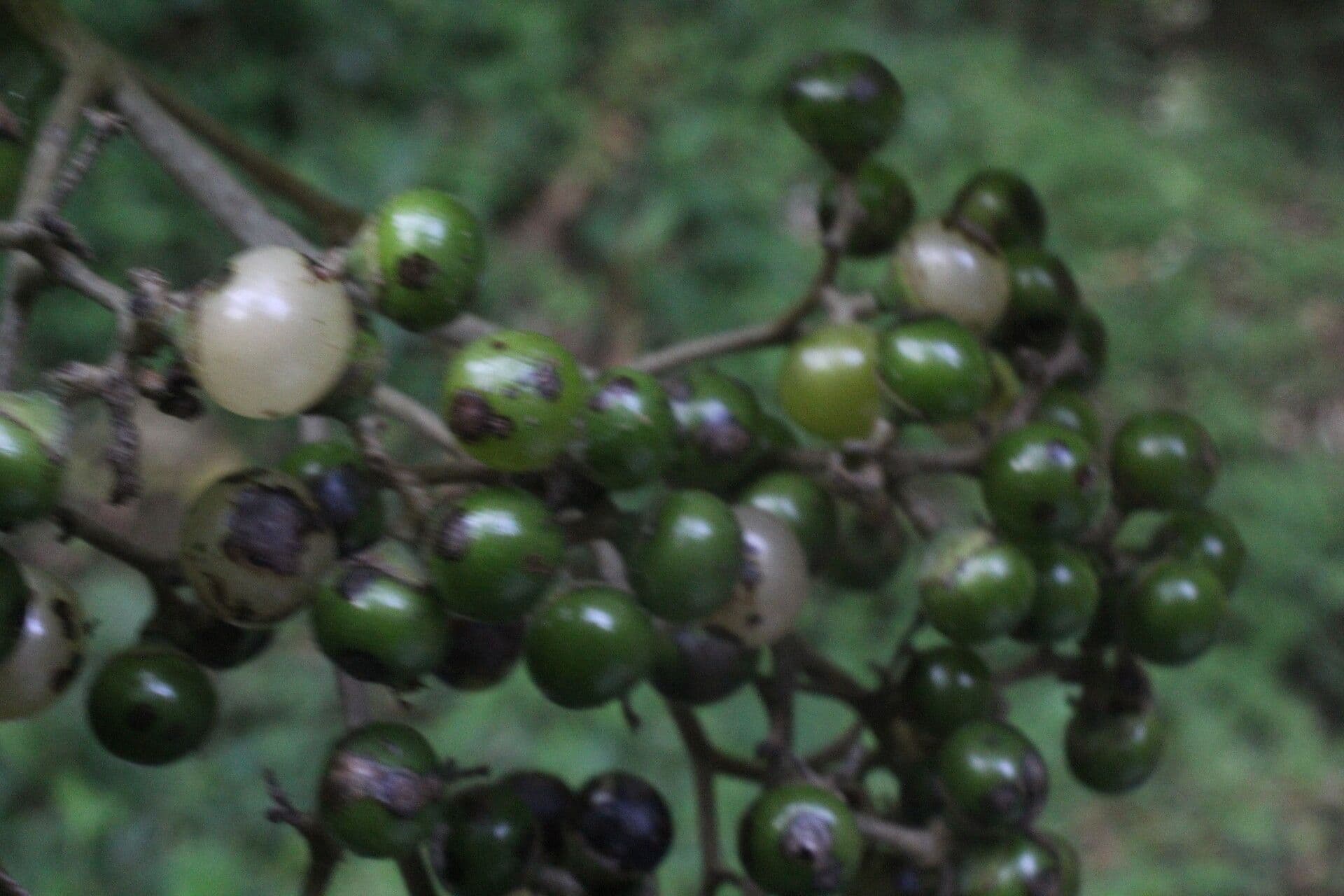 Cordia panamensis