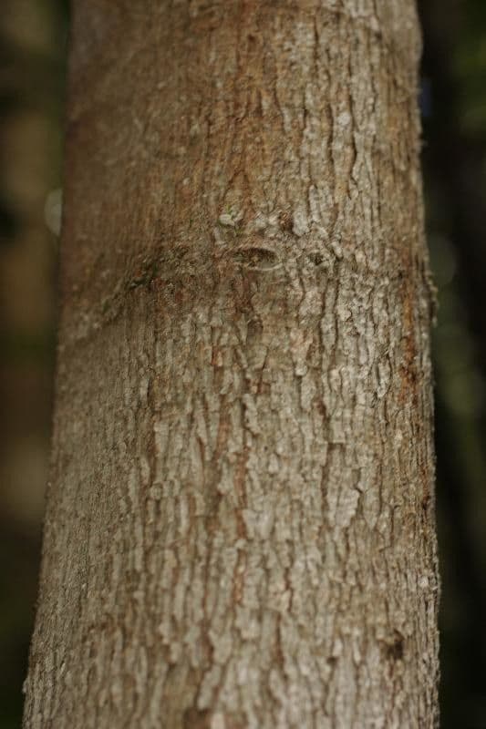 Jupunba 5