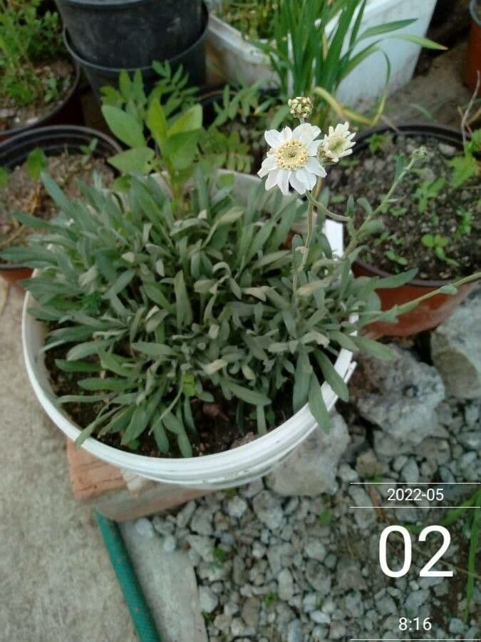 Achillea 4