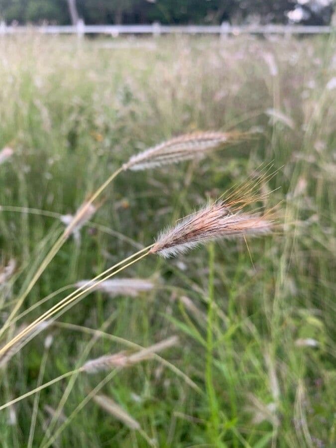 Dichanthium sericeo