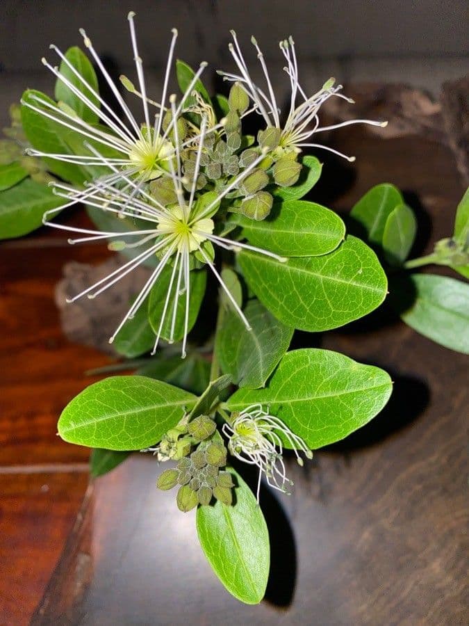 Maerua triphylla 3