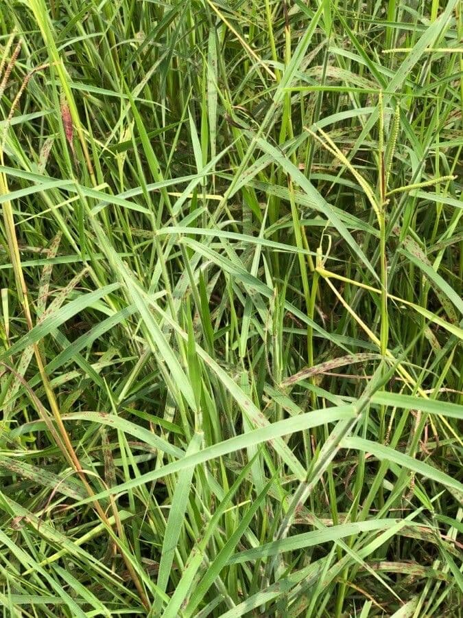 Paspalum scrobiculatum 17
