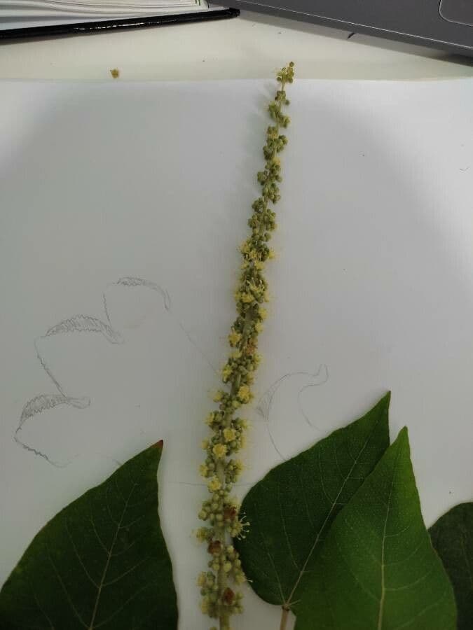 Croton 3