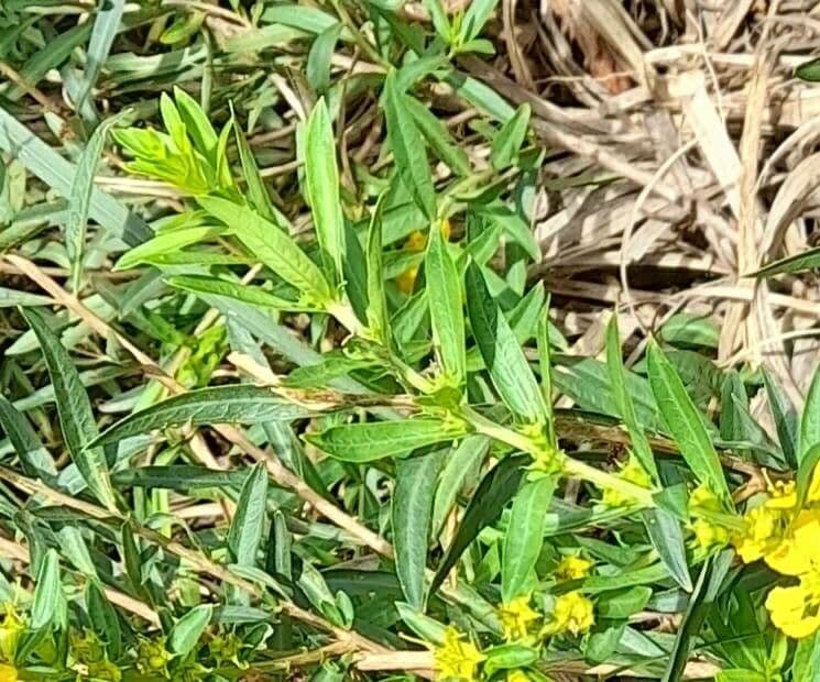 Heimia salicifolia 11