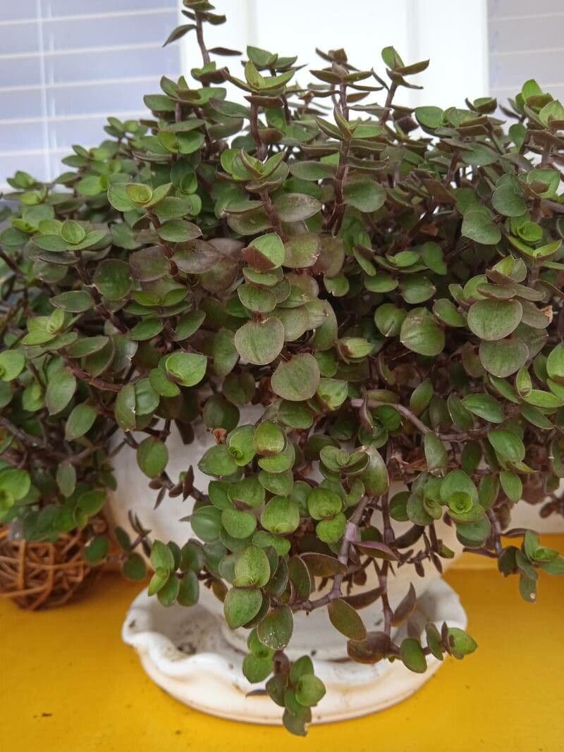 Callisia repens 2