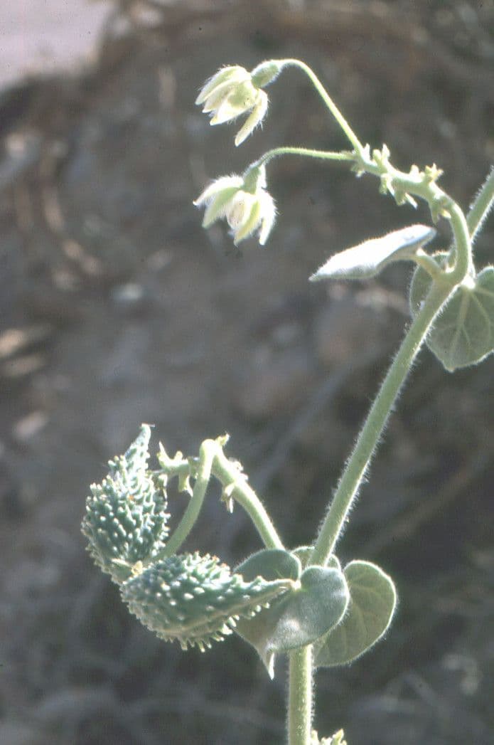 Pergularia tomentosa 26