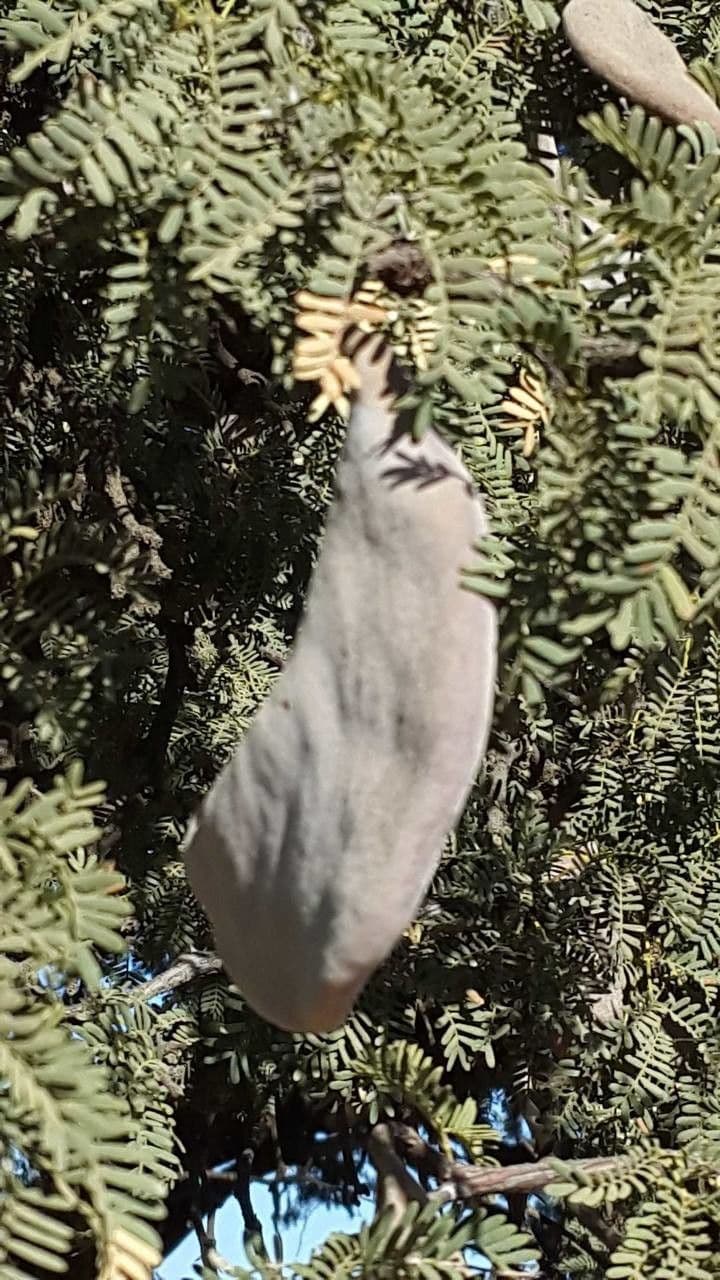Acacia erioloba