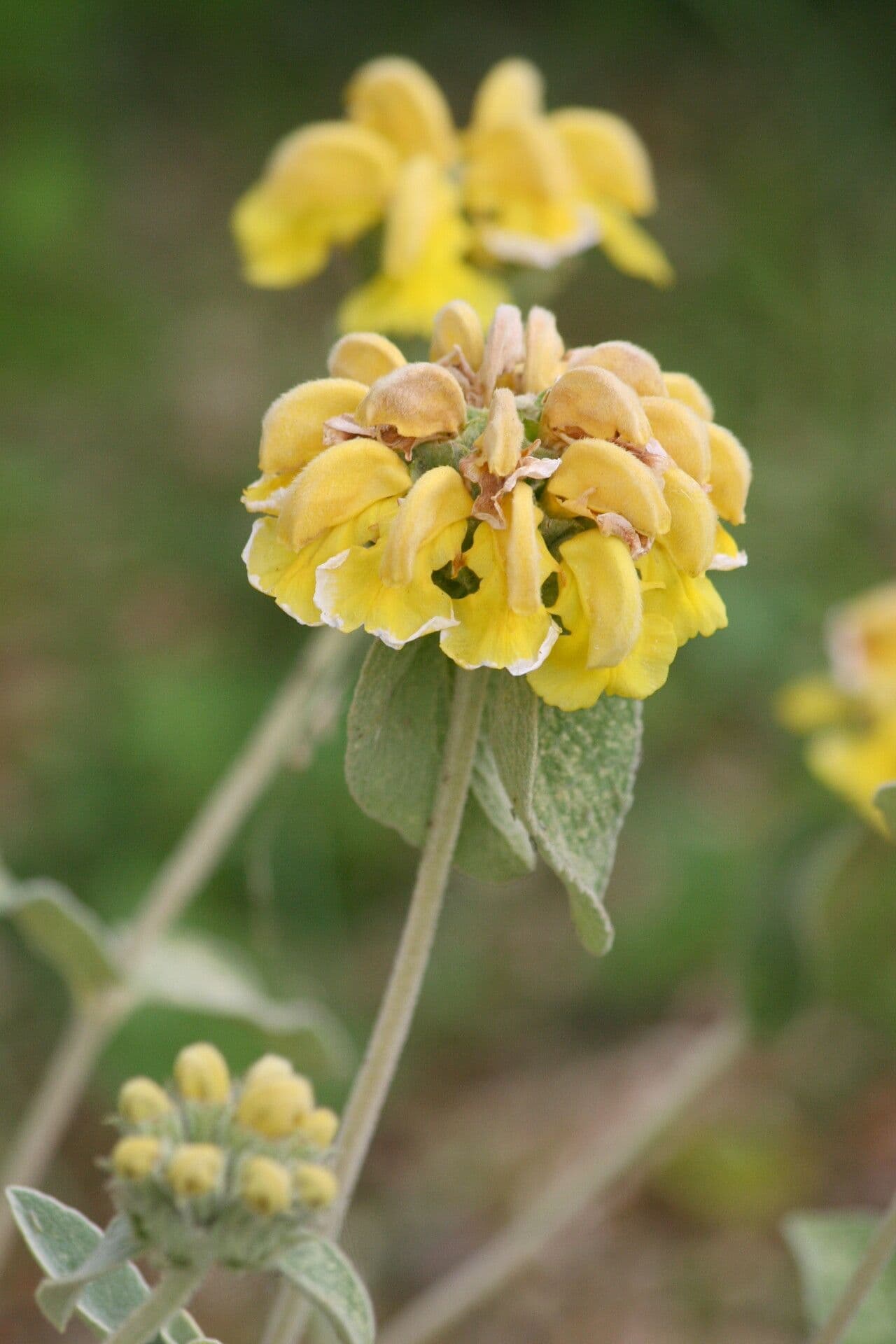 Phlomis