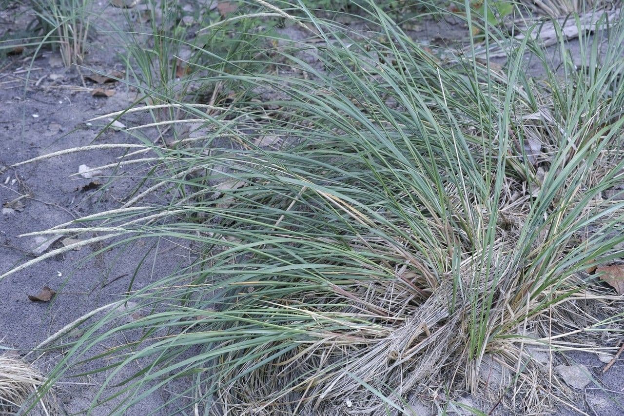 American beach grass 14