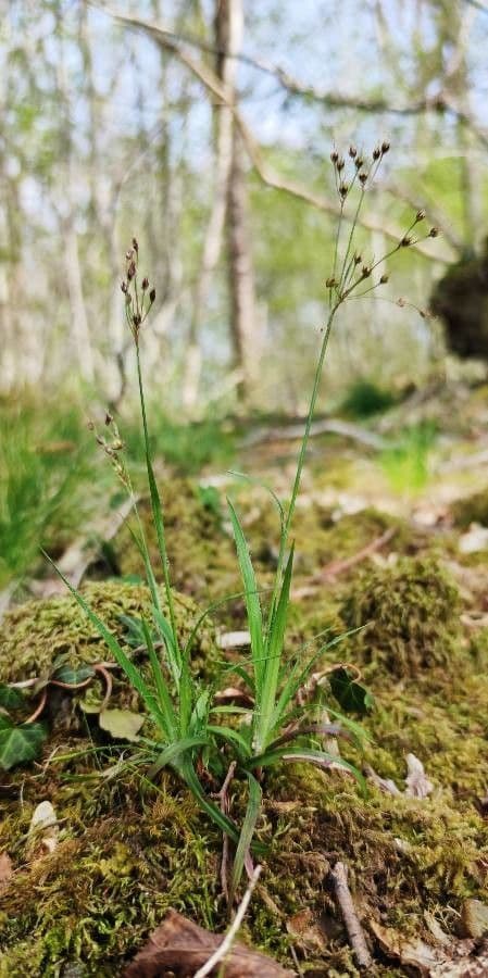 Kosmatka Forstera 12