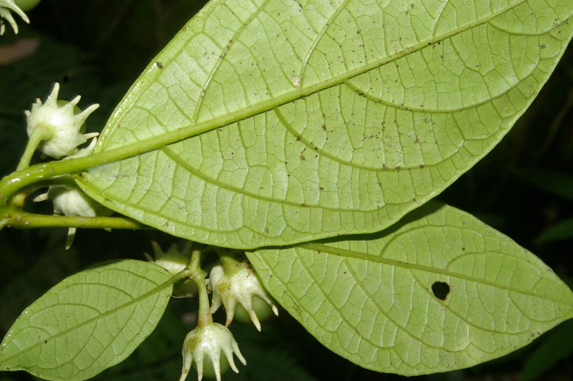 Lycianthes pauciflora 12