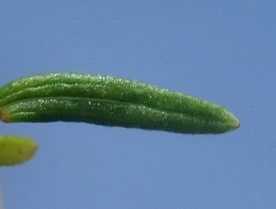 Caglio boreale 14