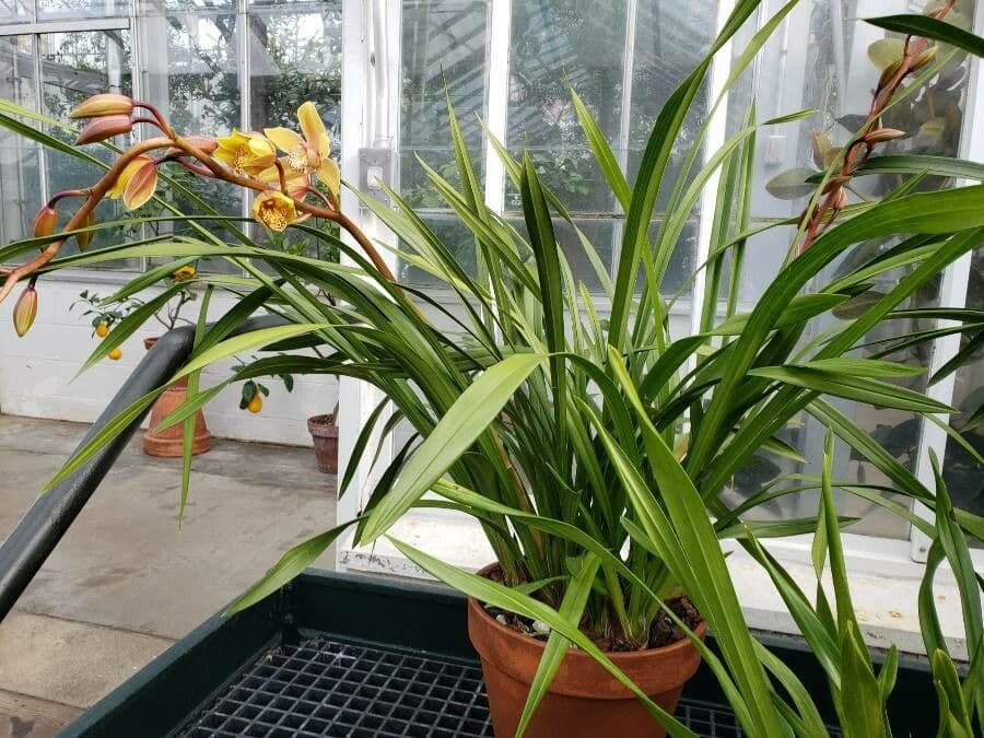 Cymbidium 6