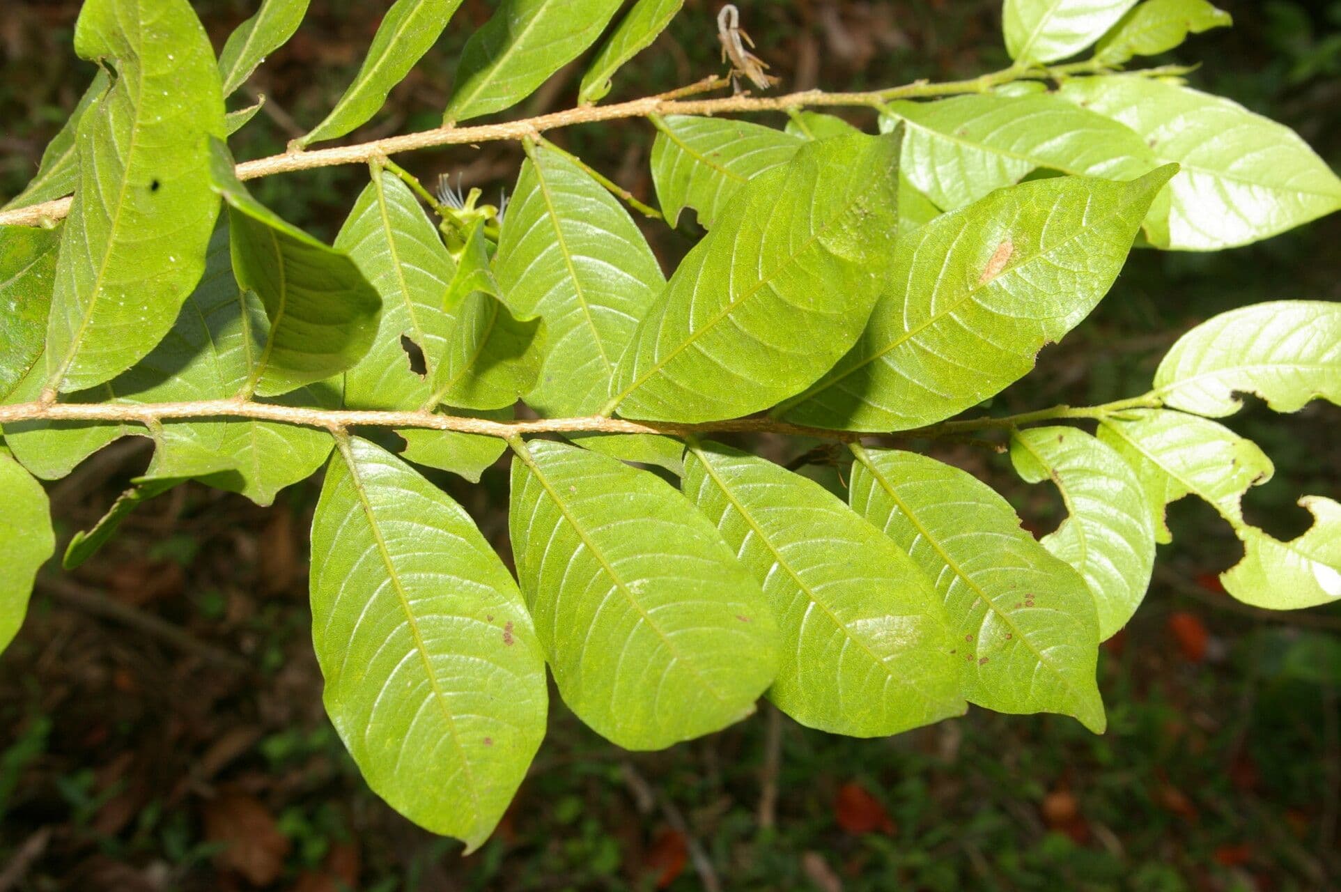 Hirtella 10