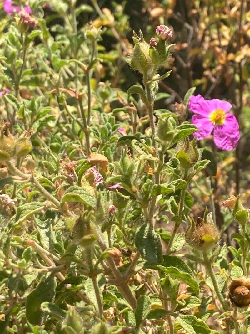 Cistus krétský 18