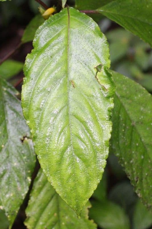 Besleria 11