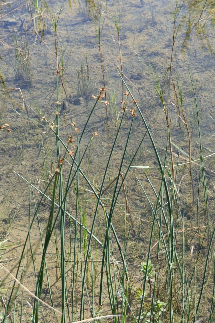 Salz-Teichbinse 20