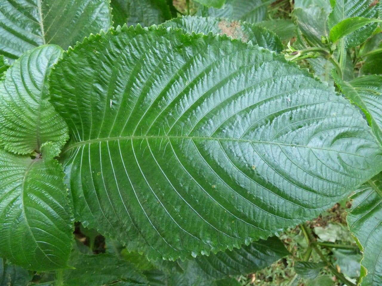 Brillantaisia 14