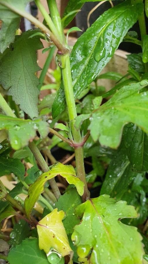 Leycesteria 21