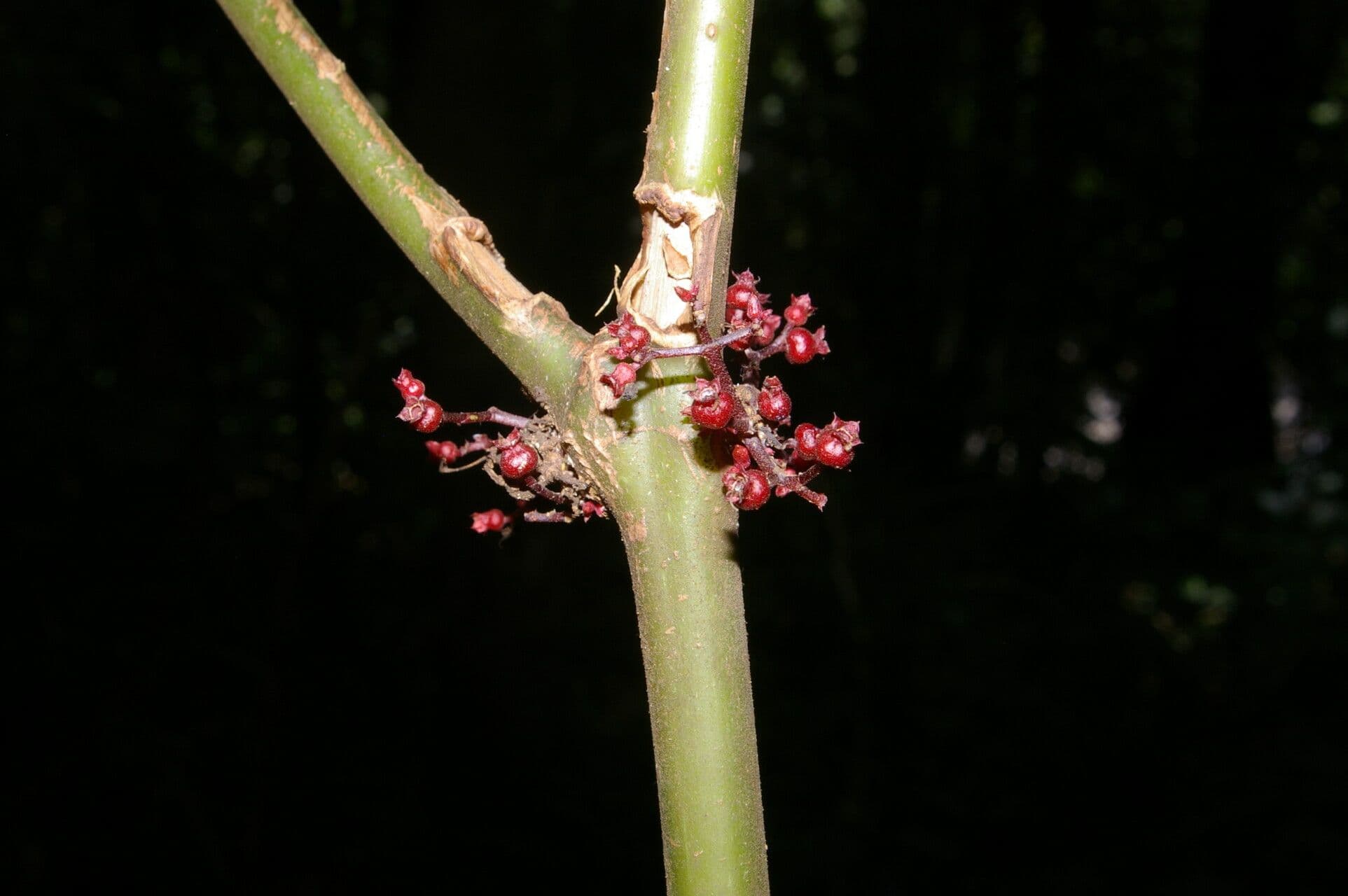 Miconia 8