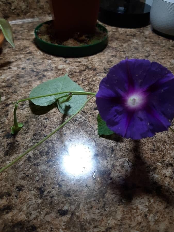 Ipomoea tricolor 3