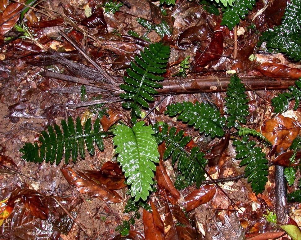 Danaea 2