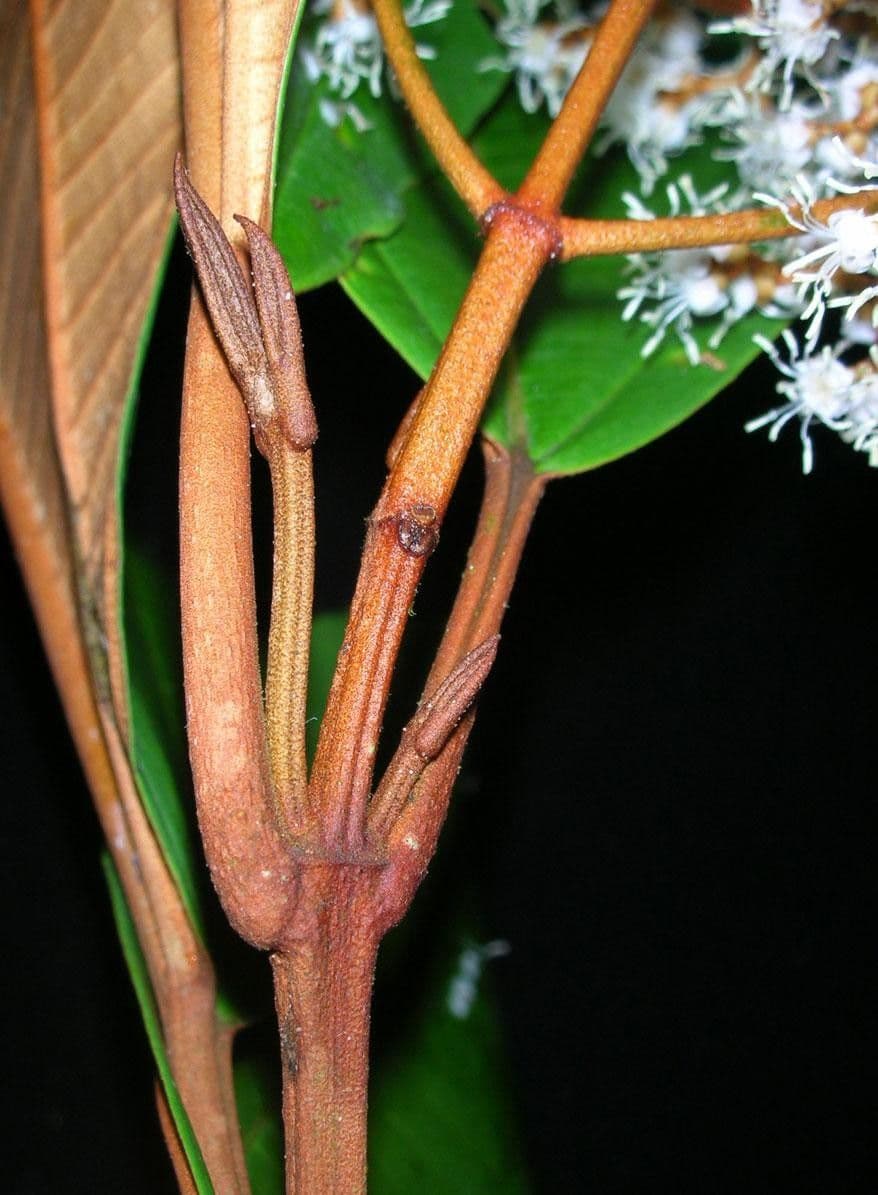 Miconia punteggiata 13