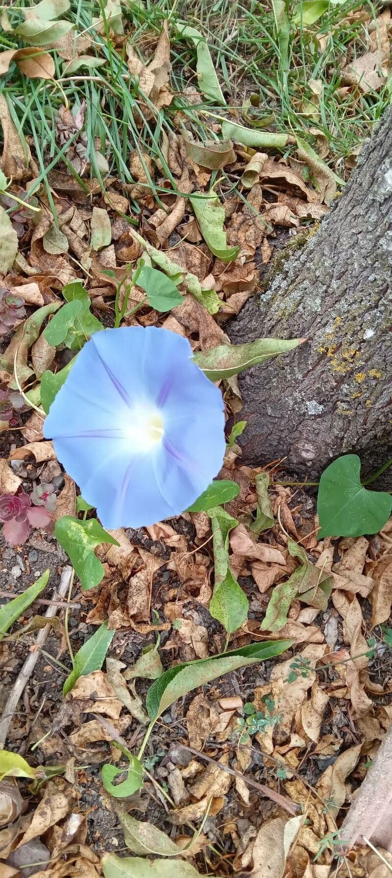 Ipomoea tricolor 10