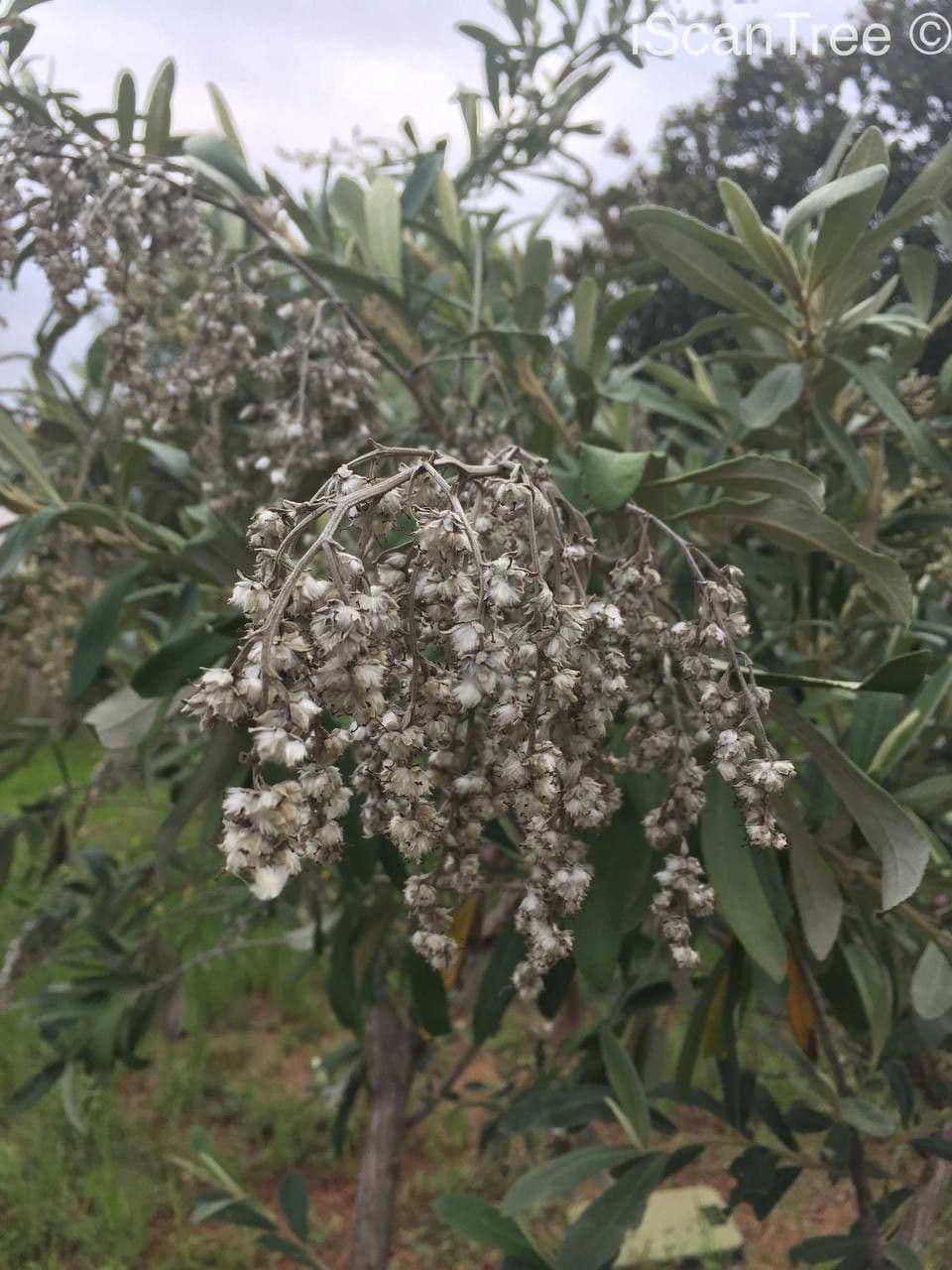 Kampherbaum 3