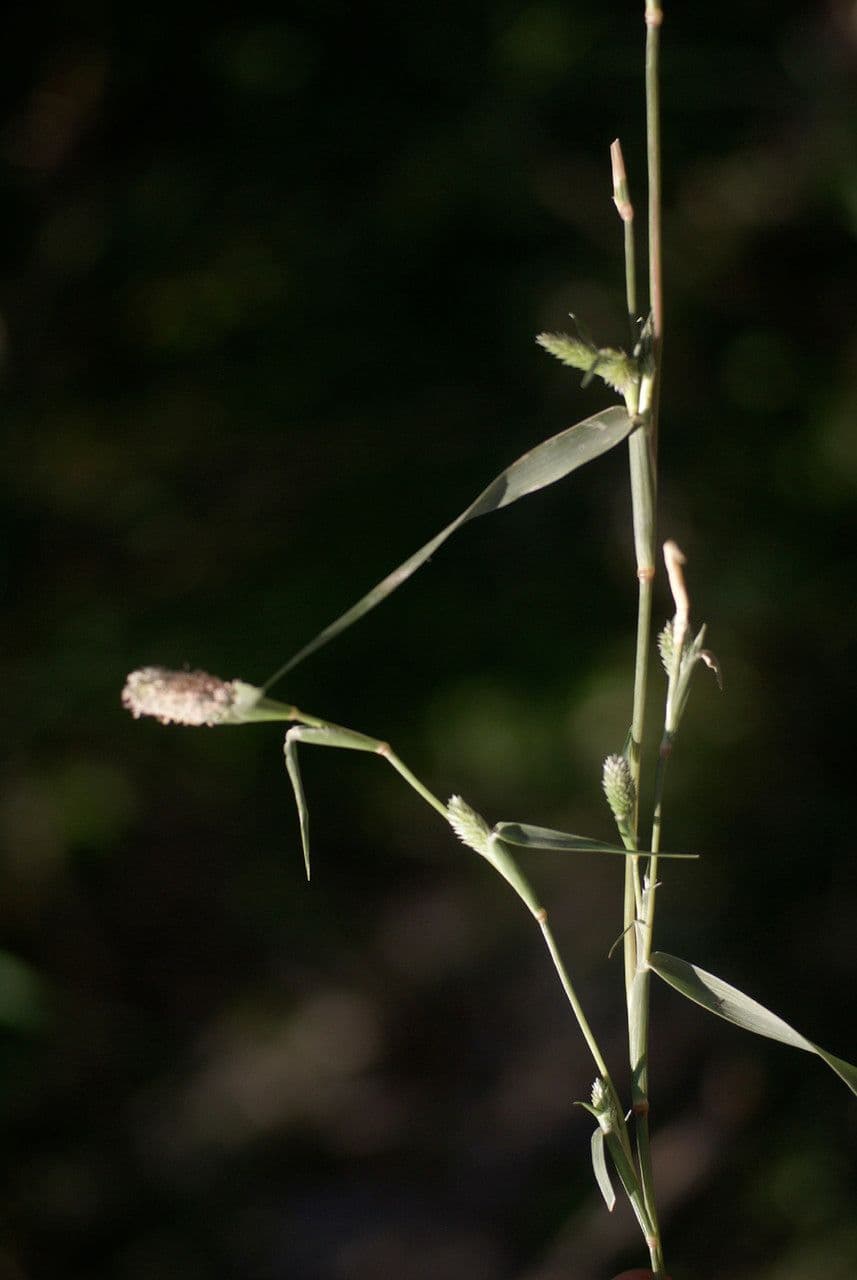 Crypsis schoenoides 14