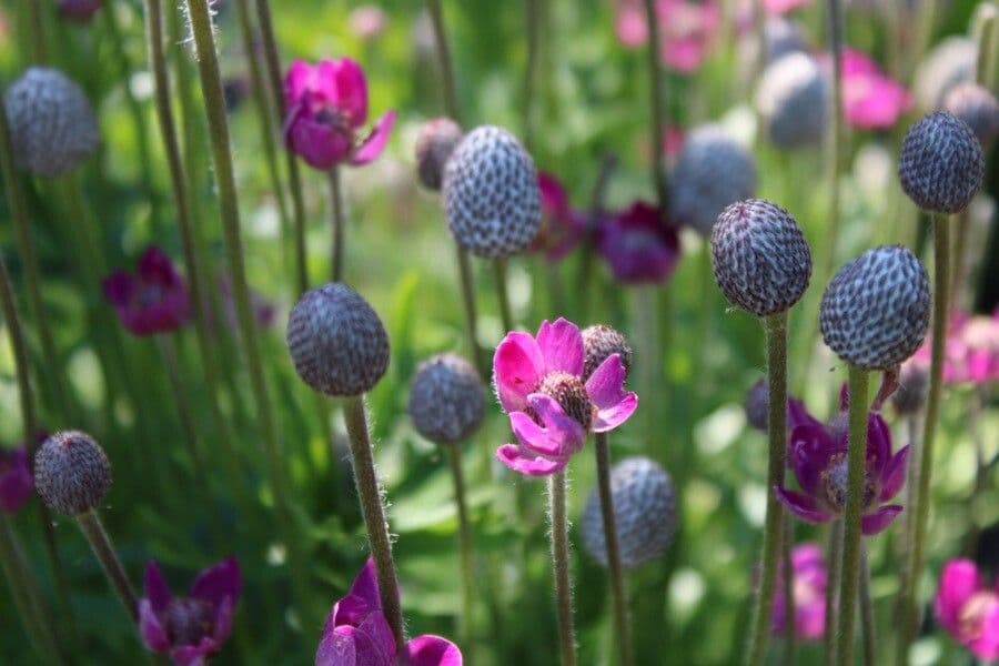 Anemone multifida 5