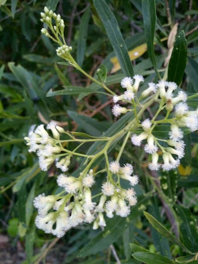 Baccharis 5