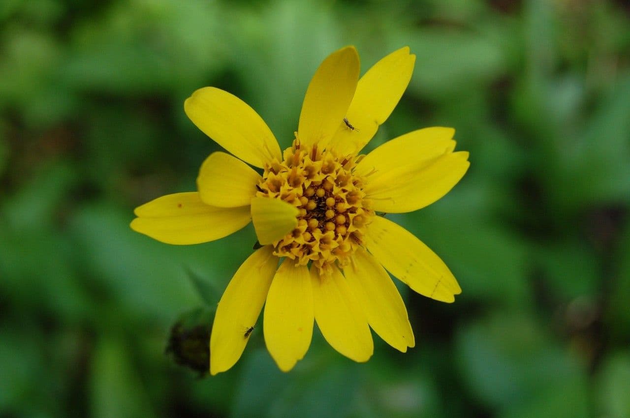 Agoseris glauca 5
