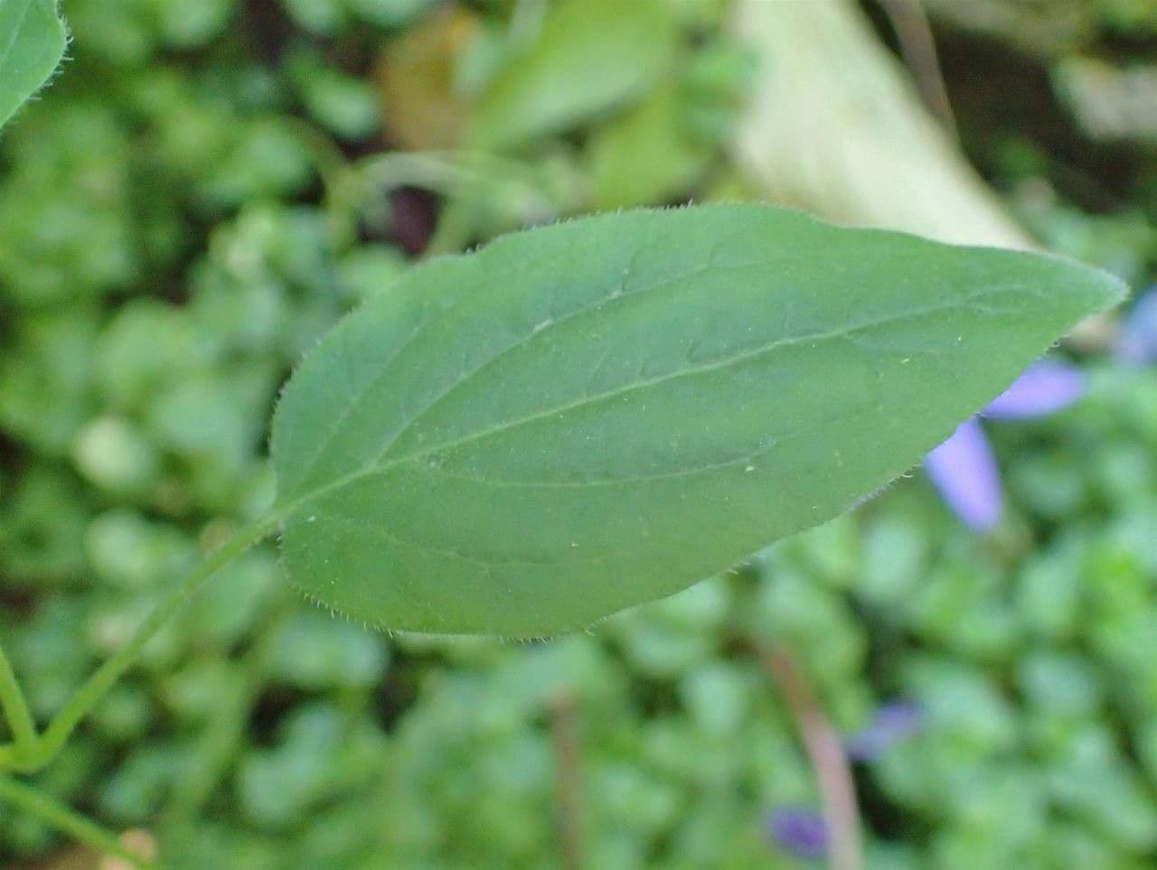 Codonopsis 8