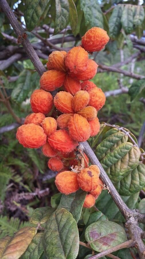 Mallotus philippensis 3