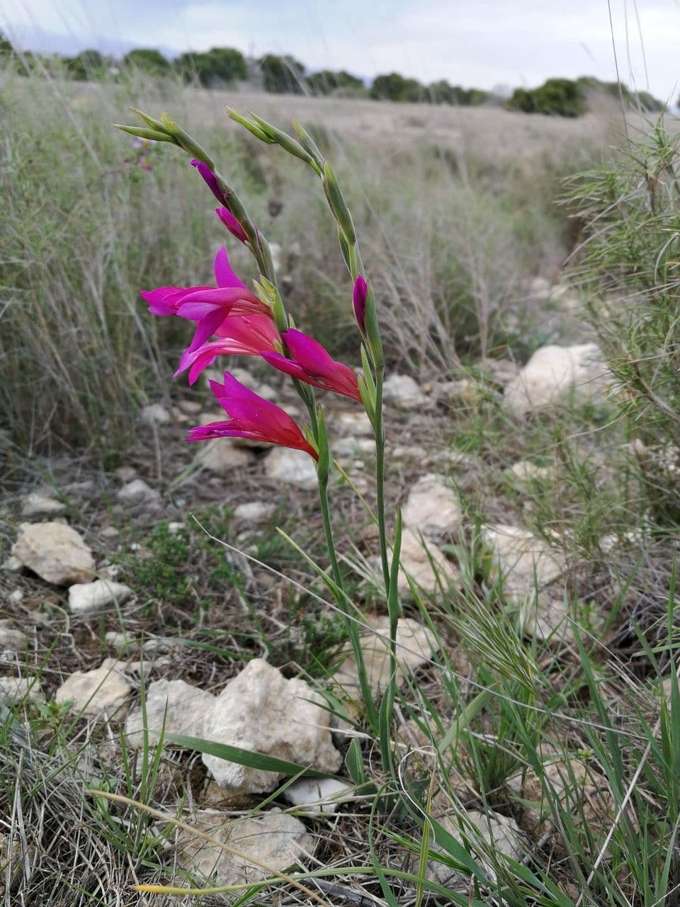 Illyrische Gladiole 18