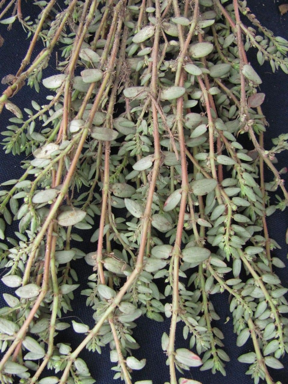 Euforbia timo 12