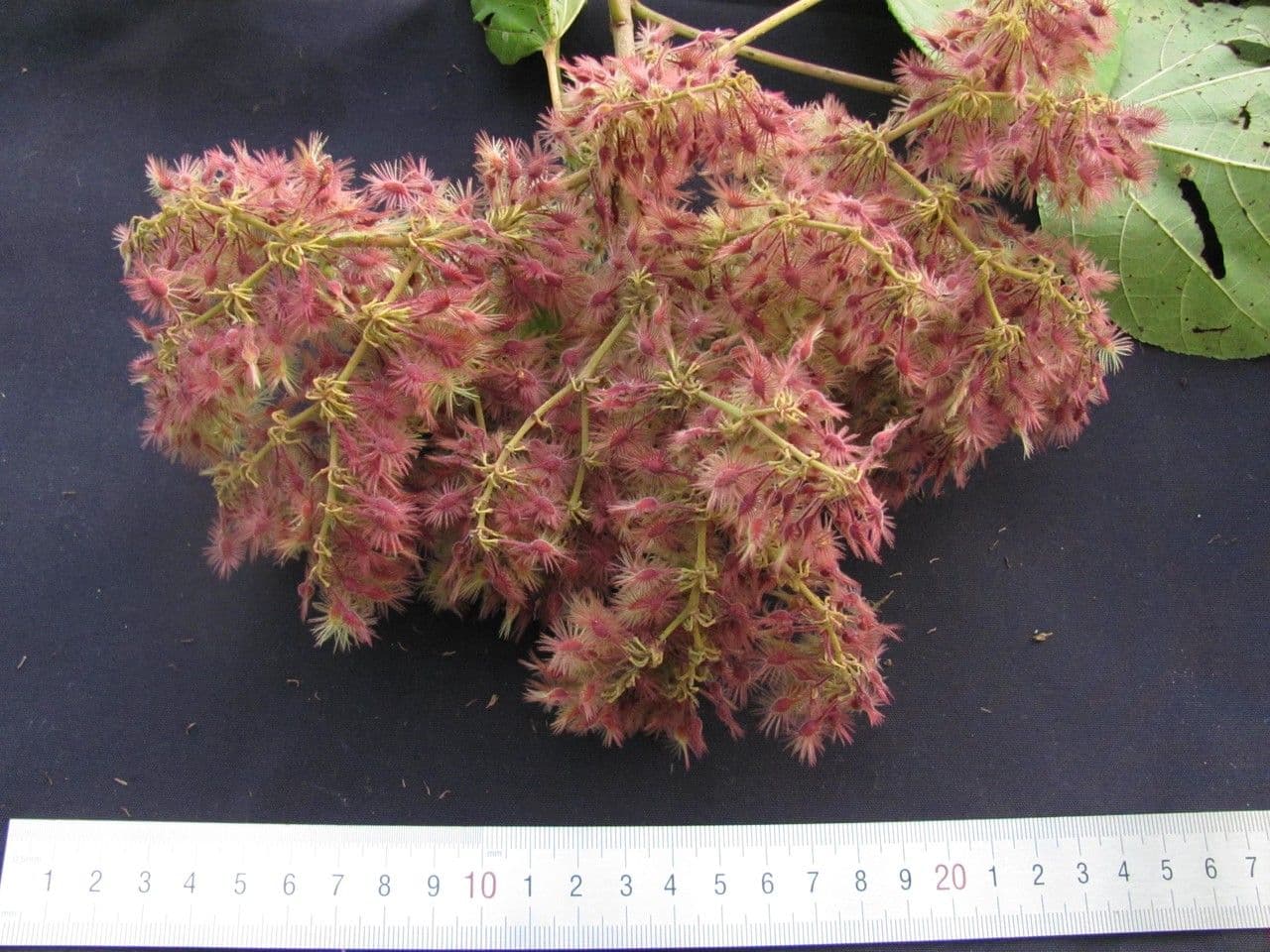 Heliocarpus 2