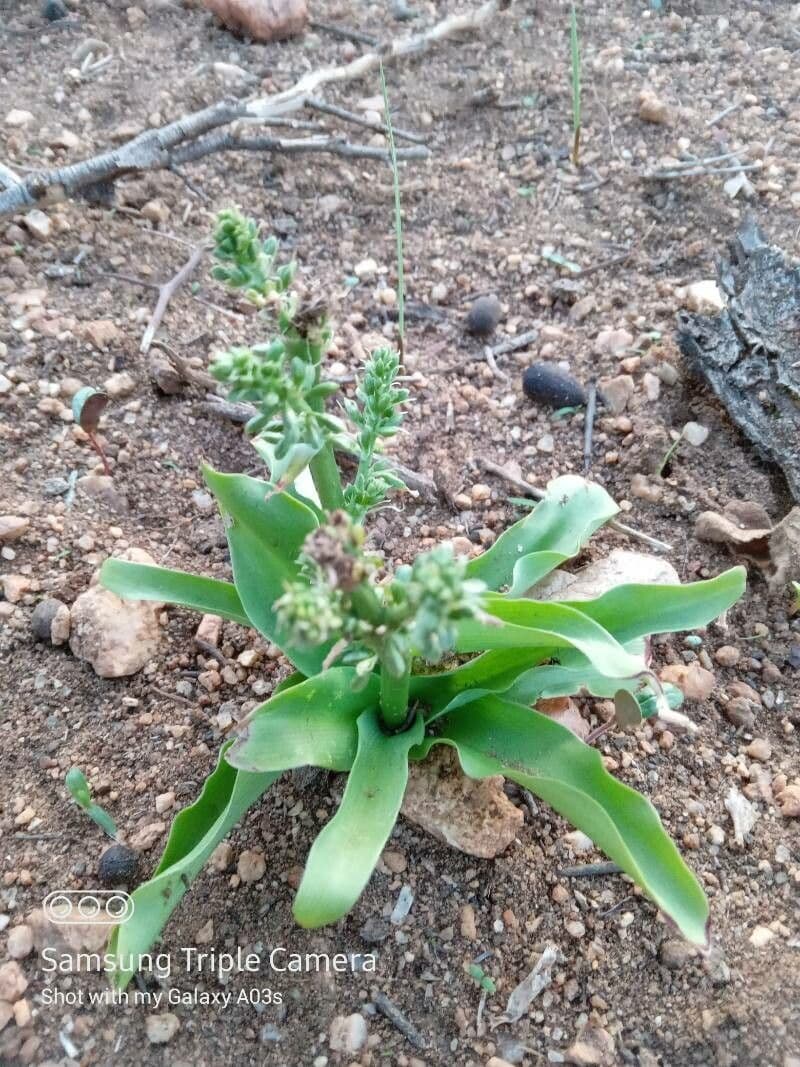 Chlorophytum gallabatense 9