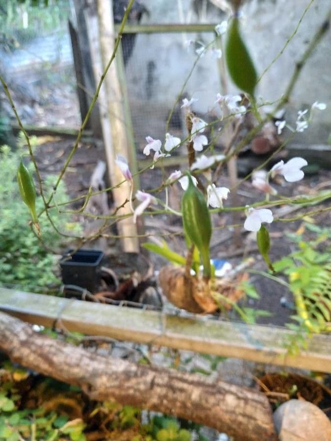 Ionopsis 2