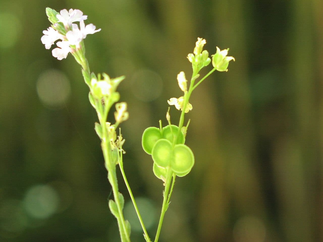 Biscutella 8